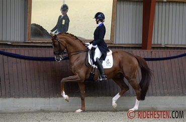 Blue Hors Zirrus under Steffen Peters