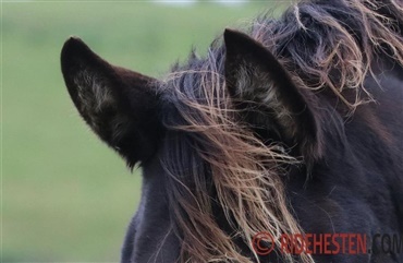 Heste kommunikerer med &oslash;rerne