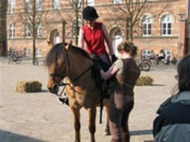 Efterlyser uddannelse til rideterapeut