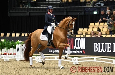 Dansk Varmblods guldmedalje til Quinn G.