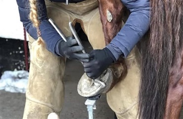 F&oslash;rste dyrl&aelig;geeksaminerede hovtrimmere