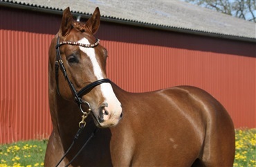 – Device er en labrador skjult i en hestekrop