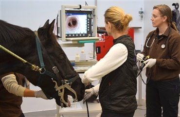 N&aring;r hesten f&aring;r stillet diagnosen astma