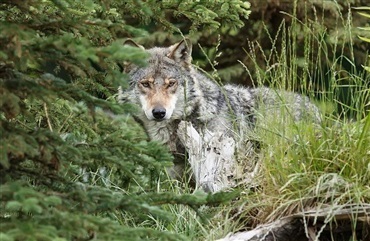 Privat ulvereguleringstilladelse