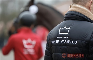Fem hingste udtaget til k&aring;ring i Randb&oslash;l