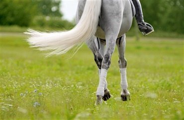 Landsst&aelig;vne i pony-dressur hos AAGS (video)
