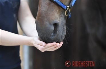 Ny forskning: Manglende foder sv&aelig;kker hestens tarmbakterier 