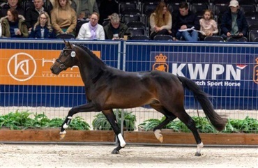 Weihegold-datters&oslash;n p&aring; fl&oslash;jen i KWPN