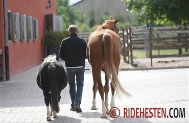 Er &aelig;ldre heste for tynde eller for tykke?
