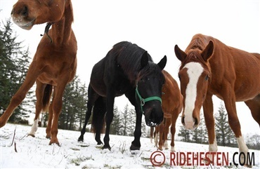 S&oslash;rg for at din hest drikker nok om vinteren 