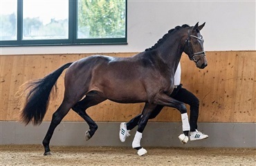 Trakehnerhingstek&aring;ring fra i dag