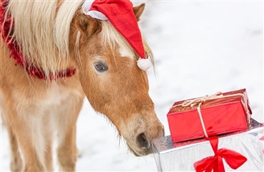 Giver du din hest julegave?