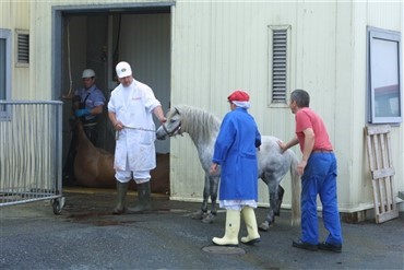 Heste til slagtning for sm&aring;skader