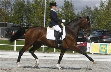 DV-hoppe tager 2. pladsen i Grand Prix Special i Zwolle