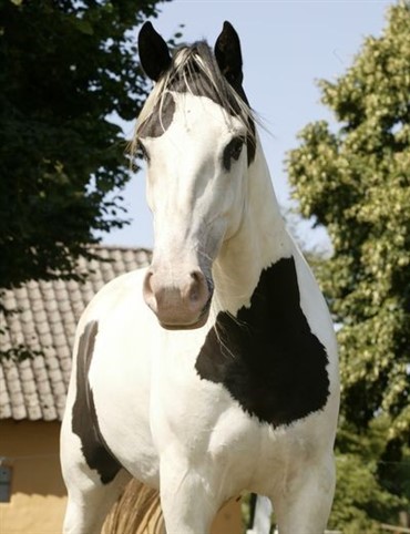 Ny hesterace p&aring; Lemvig Dyrskue 