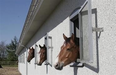 Hesteorganisationer vil forbedre loven om hold af heste