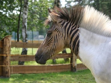 Den stribede hest