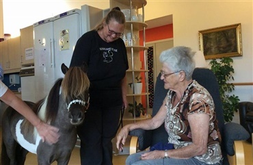 Bes&oslash;gshestene: Den lille hest med det store hjerte