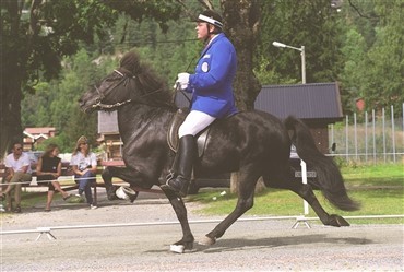 395 islandske heste til Danmark