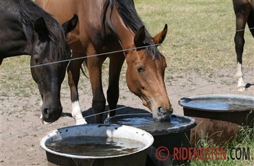 Husk frisk vand til hestene