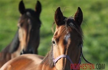 Milep&aelig;l i kampen mod "soring" af Tennessee-heste