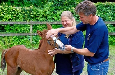 Auktionssucces for danske holsteineravlere