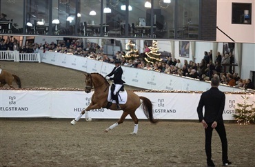 Hingste og julehygge hos Helgstrand 