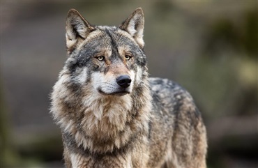 Ulven bes&oslash;gte formodentligt deres stald