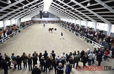 HP Horses &aring;bner d&oslash;rene
