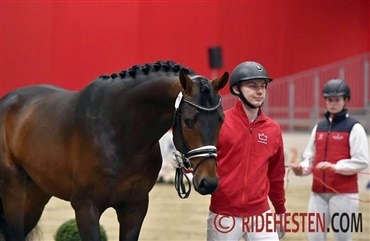 Springborg flytter hestene til HH Horses