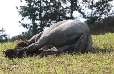 Hest p&aring;k&oslash;rt - to gange!