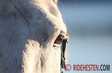 Kunstig intelligens analyserer hestens pain face 