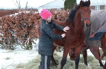 Kolik hos heste t&aelig;t p&aring; fordobles om vinteren