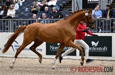 DV-opdr&aelig;t k&aring;ret ved NV-hingstek&aring;ring