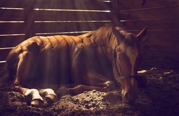 Heste d&oslash;r p&aring; stribe af herpesvirus til st&aelig;vne i Spanien (video)