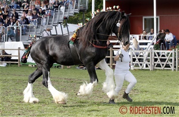 Kom til Danish National Shire Horse Show
