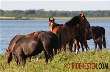 17 danske heste har MRSA - ingen panik