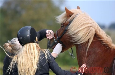 Seminar om islandshestesport i DK