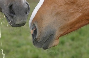 Rhinitis og luftvejsinfektioner