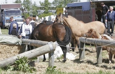 Nye afgifter p&aring; hestehandel rammer de danske markeder