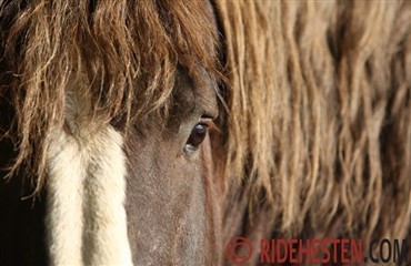 Heste behandler spiseforstyrrelser