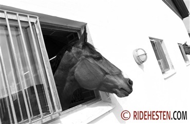 Giv hestens t&aelig;nder et vintereftersyn