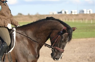 6 trin til en bl&oslash;dgjort hest