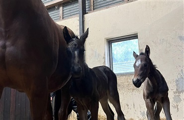 En ulykkelig historie med lykkelig slutning