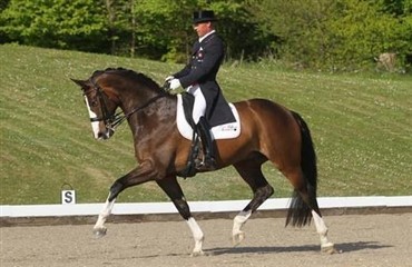 Dansk ejet hest til tops i Grand Prix Debut 
