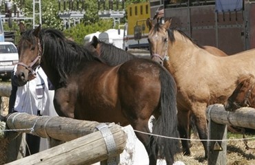 209 heste p&aring; Egeskov marked