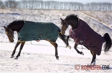 Er din hest frisk i frostvejret?