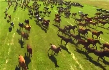 Video: Har de heste i Kina? 