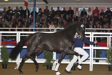 Danskejet hingst i top i Oldenburg