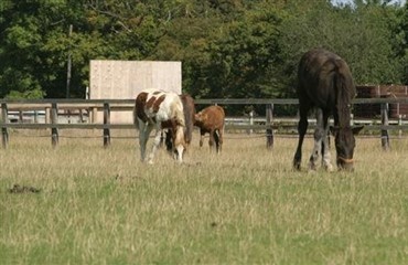 Hestene blev brugt som hunde- og kattefoder